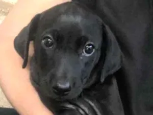 Cachorro raça SRD idade  nome Tuka