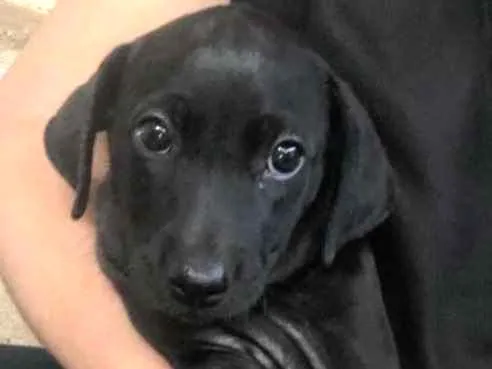 Cachorro ra a SRD idade  nome Tuka
