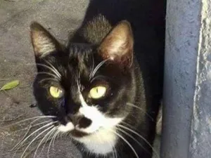 Gato raça asem raça definida idade 1 ano nome Leona