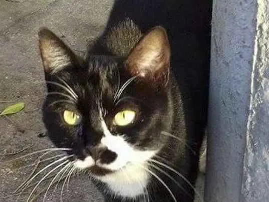 Gato ra a asem raça definida idade 1 ano nome Leona