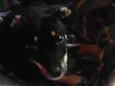 Tobby 