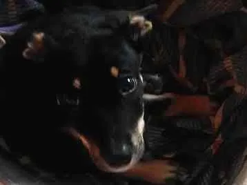 Cachorro ra a Srd idade 2 a 6 meses nome Tobby 