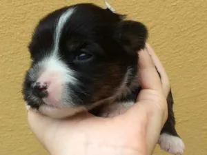 Cachorro raça  idade Abaixo de 2 meses nome Sem nomes