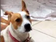 Margarida