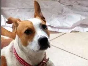 Cachorro raça SRD idade 3 anos nome Margarida