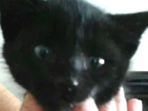 Gato raça Sem raça definida idade Abaixo de 2 meses nome Carvão 