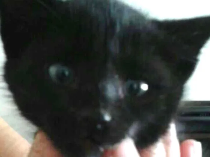 Gato ra a Sem raça definida idade Abaixo de 2 meses nome Carvão 