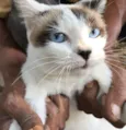 AGATHA