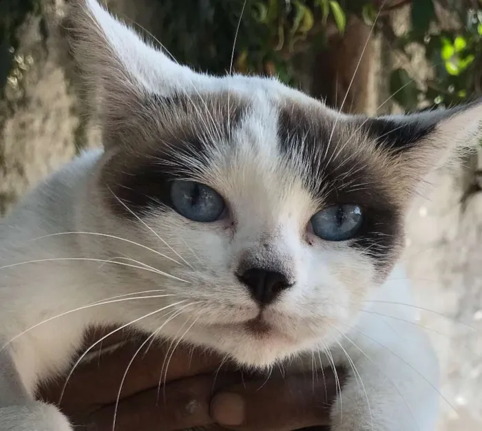 Gato ra a Siamês idade 7 a 11 meses nome AGATHA