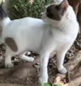 AGATHA