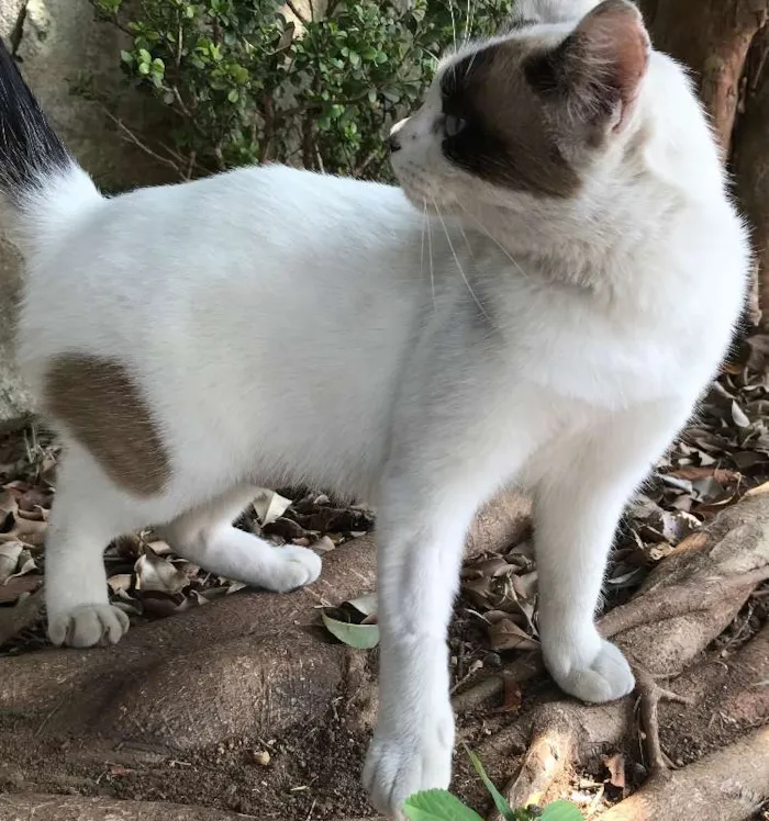 Gato ra a Siamês idade 7 a 11 meses nome AGATHA
