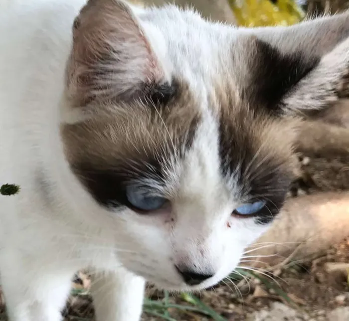 Gato ra a Siamês idade 7 a 11 meses nome AGATHA
