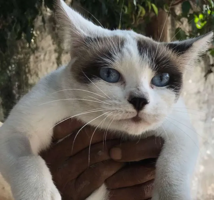 Gato ra a Siamês idade 7 a 11 meses nome AGATHA