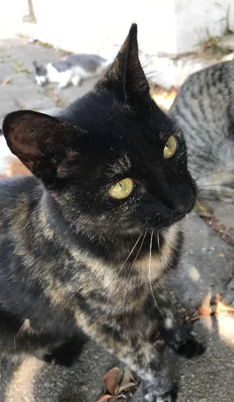 Gato ra a SRD idade 2 a 6 meses nome ESTRELA