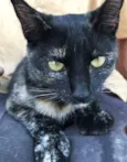 ESTRELA