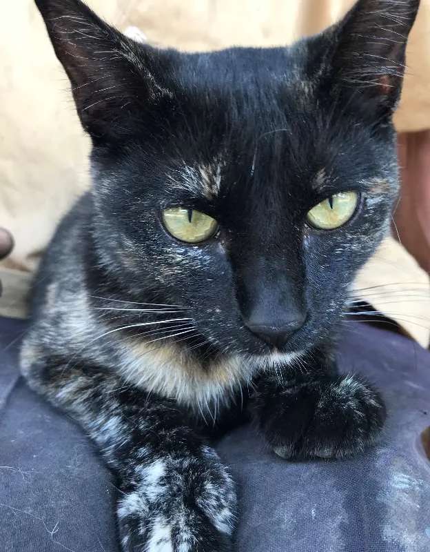Gato ra a SRD idade 2 a 6 meses nome ESTRELA