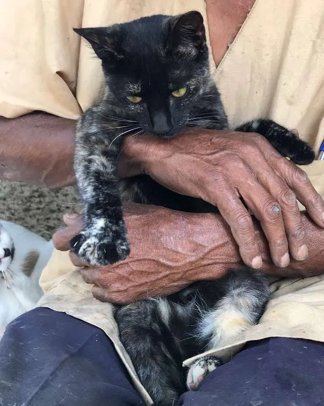 Gato ra a SRD idade 2 a 6 meses nome ESTRELA