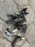 ESTRELA