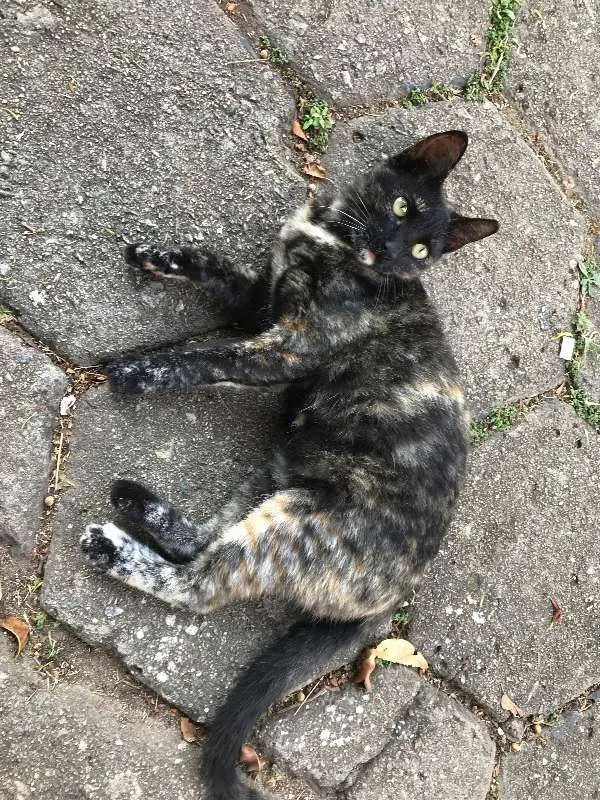 Gato ra a SRD idade 2 a 6 meses nome ESTRELA