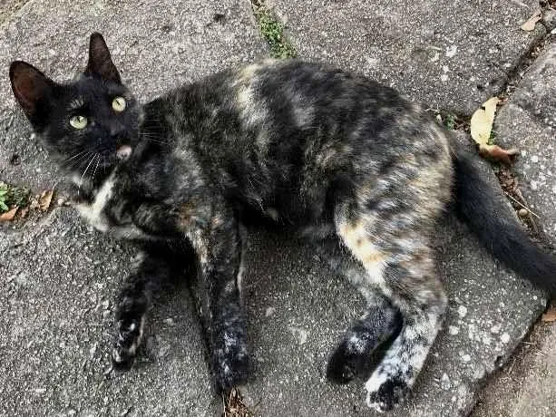 Gato ra a SRD idade 2 a 6 meses nome ESTRELA