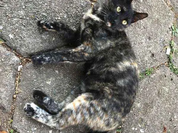 Gato ra a SRD idade 2 a 6 meses nome ESTRELA