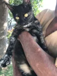 ESTRELA