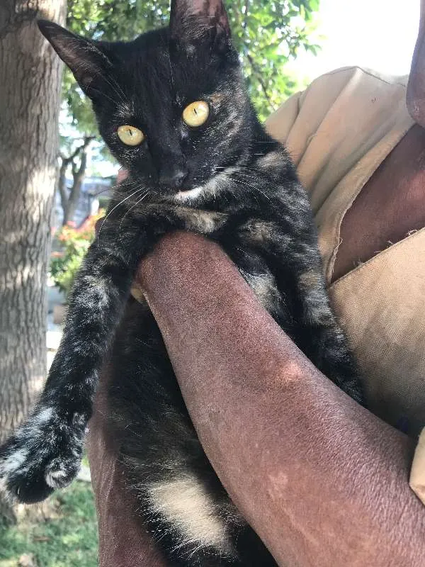 Gato ra a SRD idade 2 a 6 meses nome ESTRELA