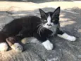 BIGODINHO