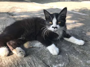 Gato raça SRD idade 2 a 6 meses nome BIGODINHO
