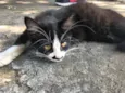 BIGODINHO
