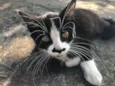 BIGODINHO