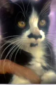 BIGODINHO