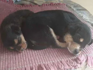 Cachorro raça  idade Abaixo de 2 meses nome  Ele não tem nome