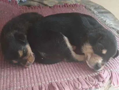 Cachorro raça  idade Abaixo de 2 meses nome  Ele não tem nome