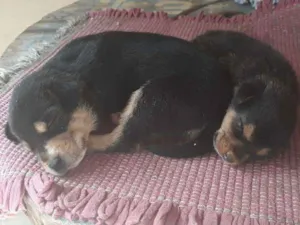 Cachorro raça  idade Abaixo de 2 meses nome  Ele não tem nome