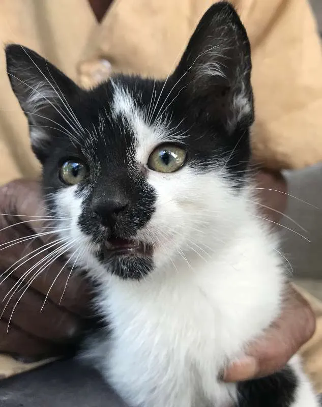 Gato raça srd idade 2 a 6 meses nome BOLINHA