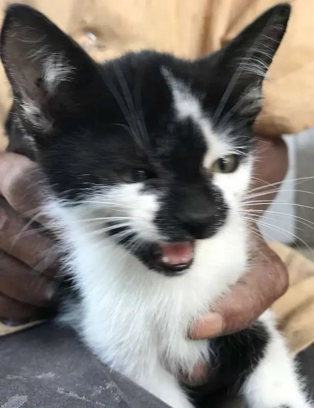 Gato raça srd idade 2 a 6 meses nome BOLINHA