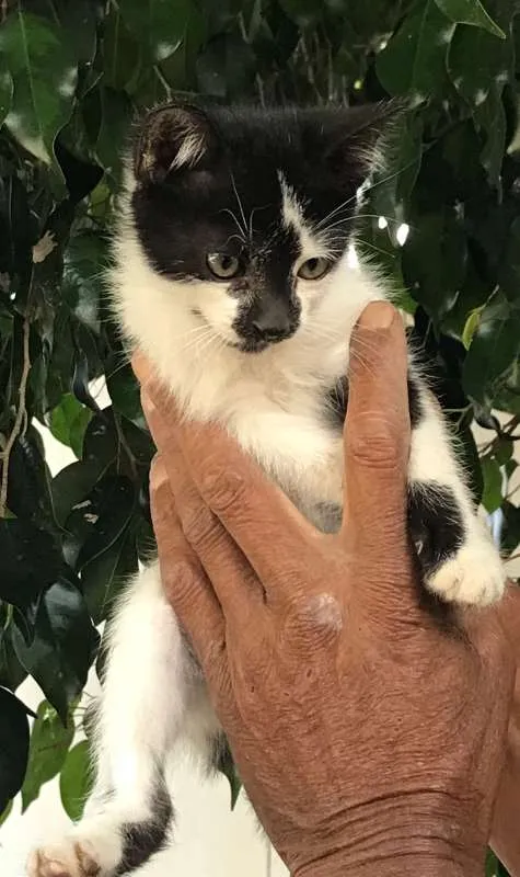 Gato raça srd idade 2 a 6 meses nome BOLINHA