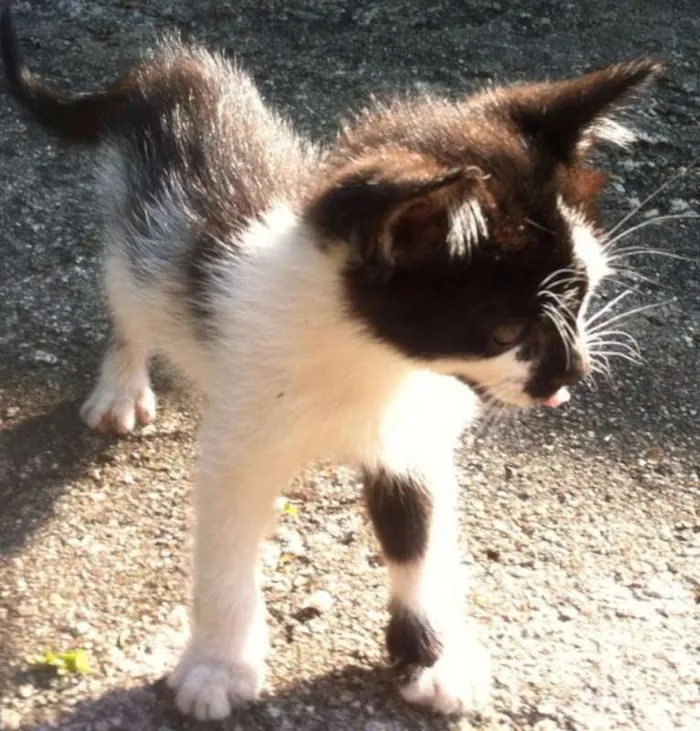 Gato raça srd idade 2 a 6 meses nome BOLINHA