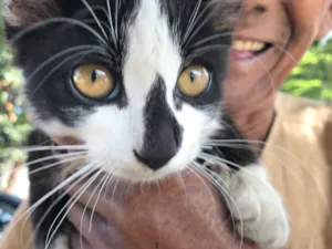 Gato raça SRD idade 2 a 6 meses nome AMANDA