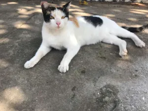 Gato raça srd idade 7 a 11 meses nome FILOMENA