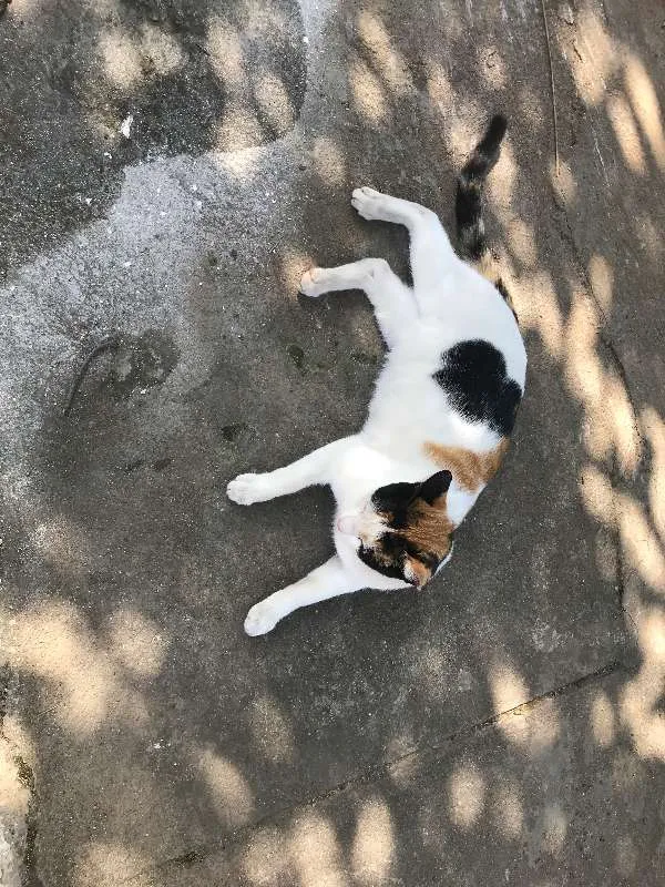 Gato ra a srd idade 7 a 11 meses nome FILOMENA