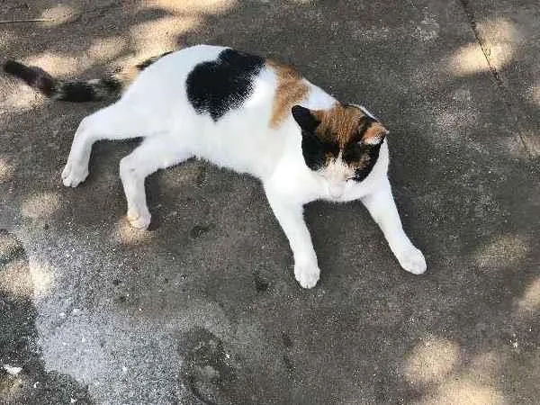 Gato ra a srd idade 7 a 11 meses nome FILOMENA