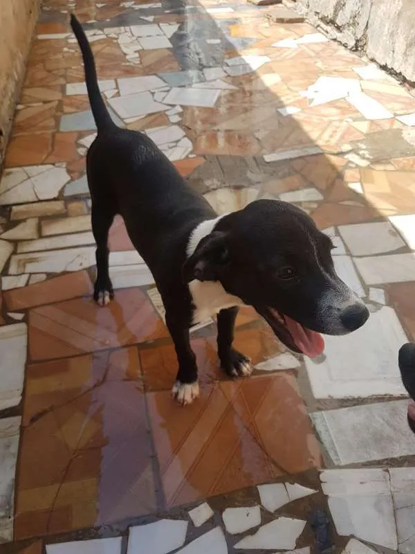 Cachorro ra a sem raça definida idade 2 a 6 meses nome Preta