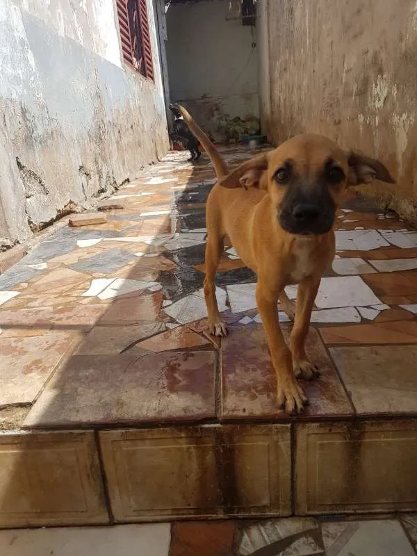 Cachorro ra a sem raça definida idade  nome Luna