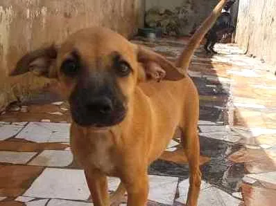 Cachorro ra a sem raça definida idade  nome Luna