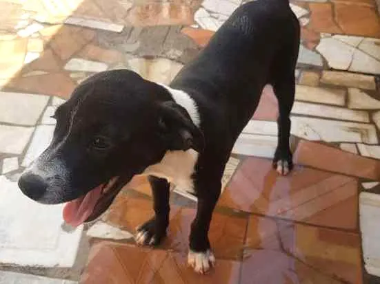 Cachorro ra a sem raça definida idade 2 a 6 meses nome Preta