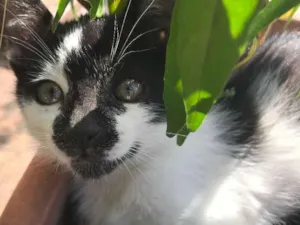 Gato raça srd idade 2 a 6 meses nome BOLINHA