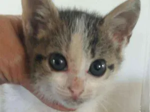 Gato raça sem definição idade 2 a 6 meses nome sem nome