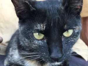 Gato raça SRD idade 2 a 6 meses nome ESTRELA